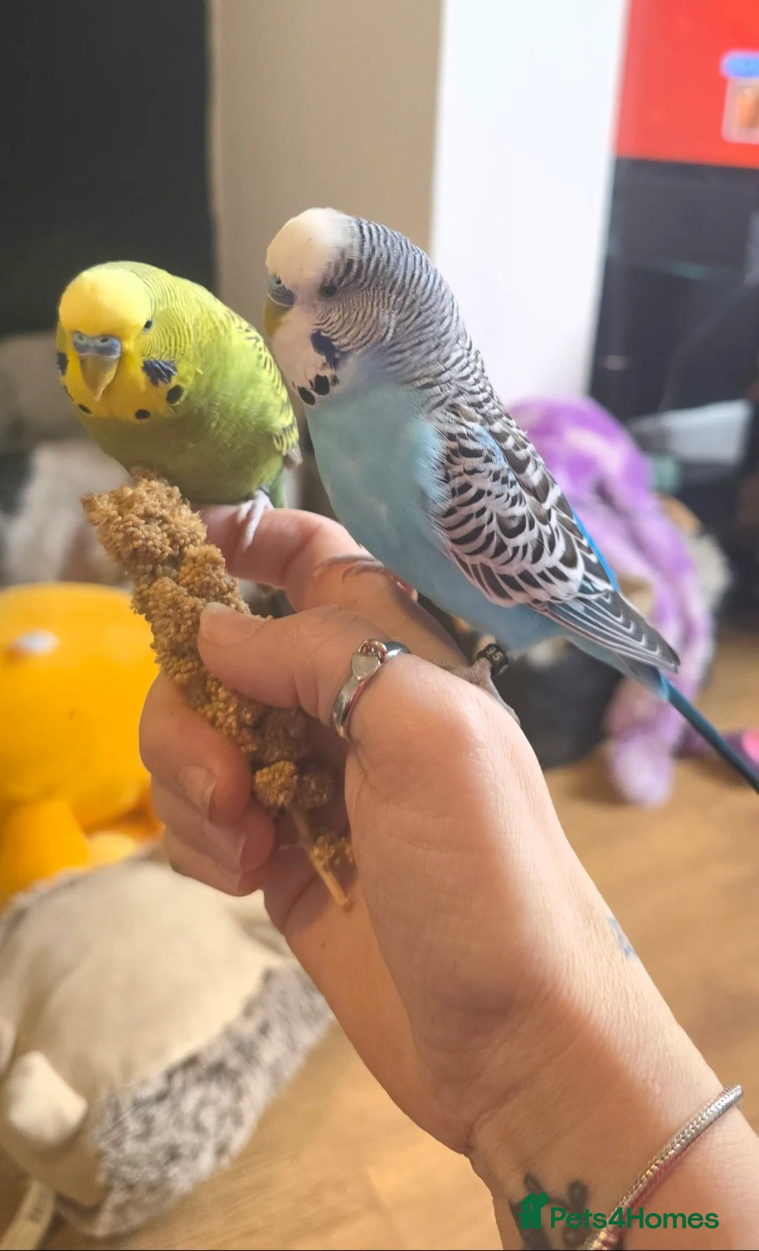 Budgerigars birds for sale: 2 Male Budgies and cage  in Romford - Advert 1