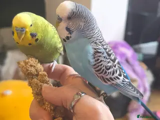 Budgerigars birds 2 Male Budgies and cage - Advert 3