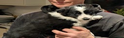 Border Collie dogs for sale: Border collie puppies merl and black/white - Advert 14