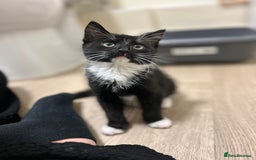 Mixed Breed cats for sale: female kitten - Image 3