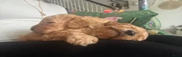 Cockapoo dogs for sale: Real life Teddy Bears! F1B cockapoo miniature - Advert 33
