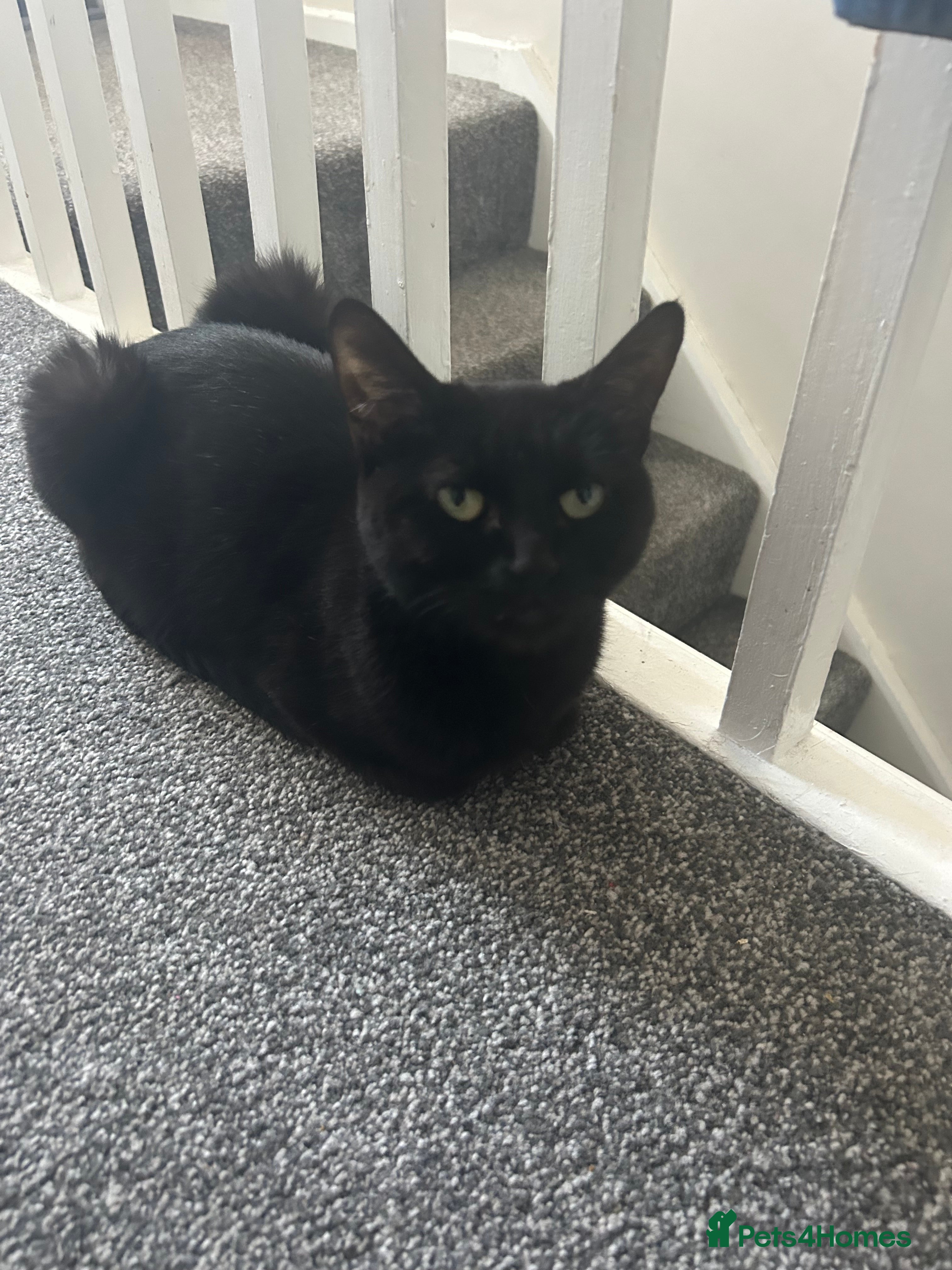 Mixed Breed cats Kittens ready now  - Advert 2