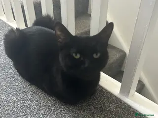 Mixed Breed cats Kittens ready now - Advert 2