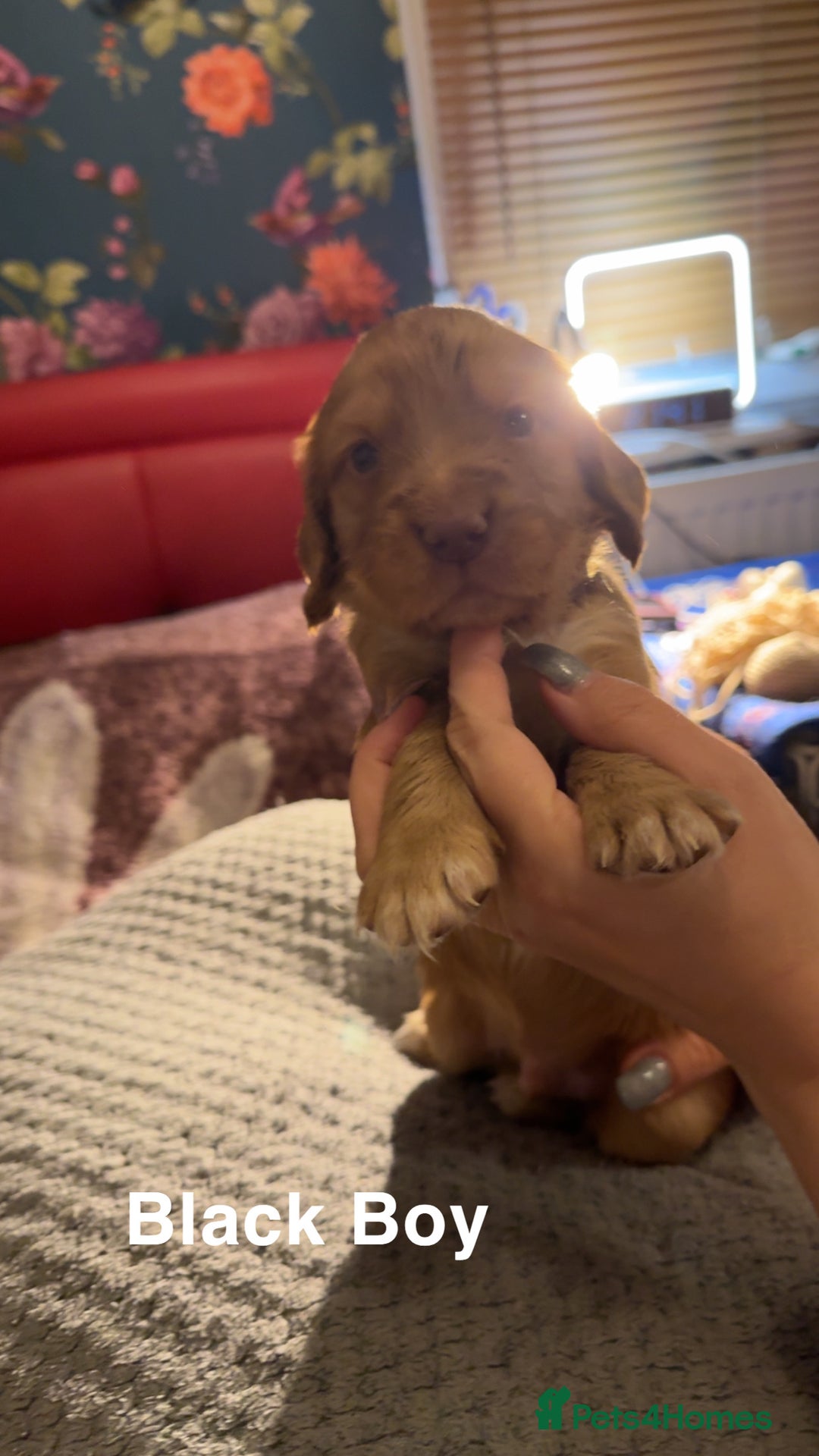 Cocker Spaniel dogs for sale: Cocker Spaniel Puppies looking for new home - Advert 7