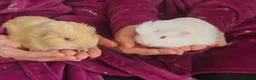 Guinea Pig rodents for sale: 2 x baby guinea pigs white / ginger  in Brigg - Advert 1