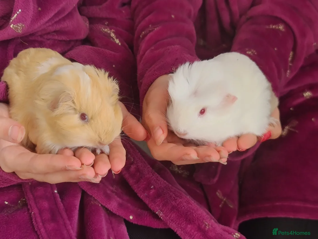 Guinea Pig rodents for sale: 2 x baby guinea pigs white / ginger  in Brigg - Advert 1