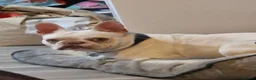 French Bulldog dogs for sale: White French bulldog  - Advert 4