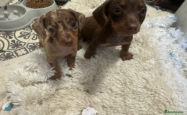Miniature Dachshund dogs in Hook - Advert 1