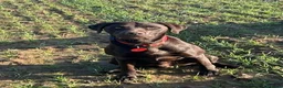 Labrador Retriever dogs for stud: Handsome Pedigree Chocolate KC registered Lab in Hereford - Advert 4