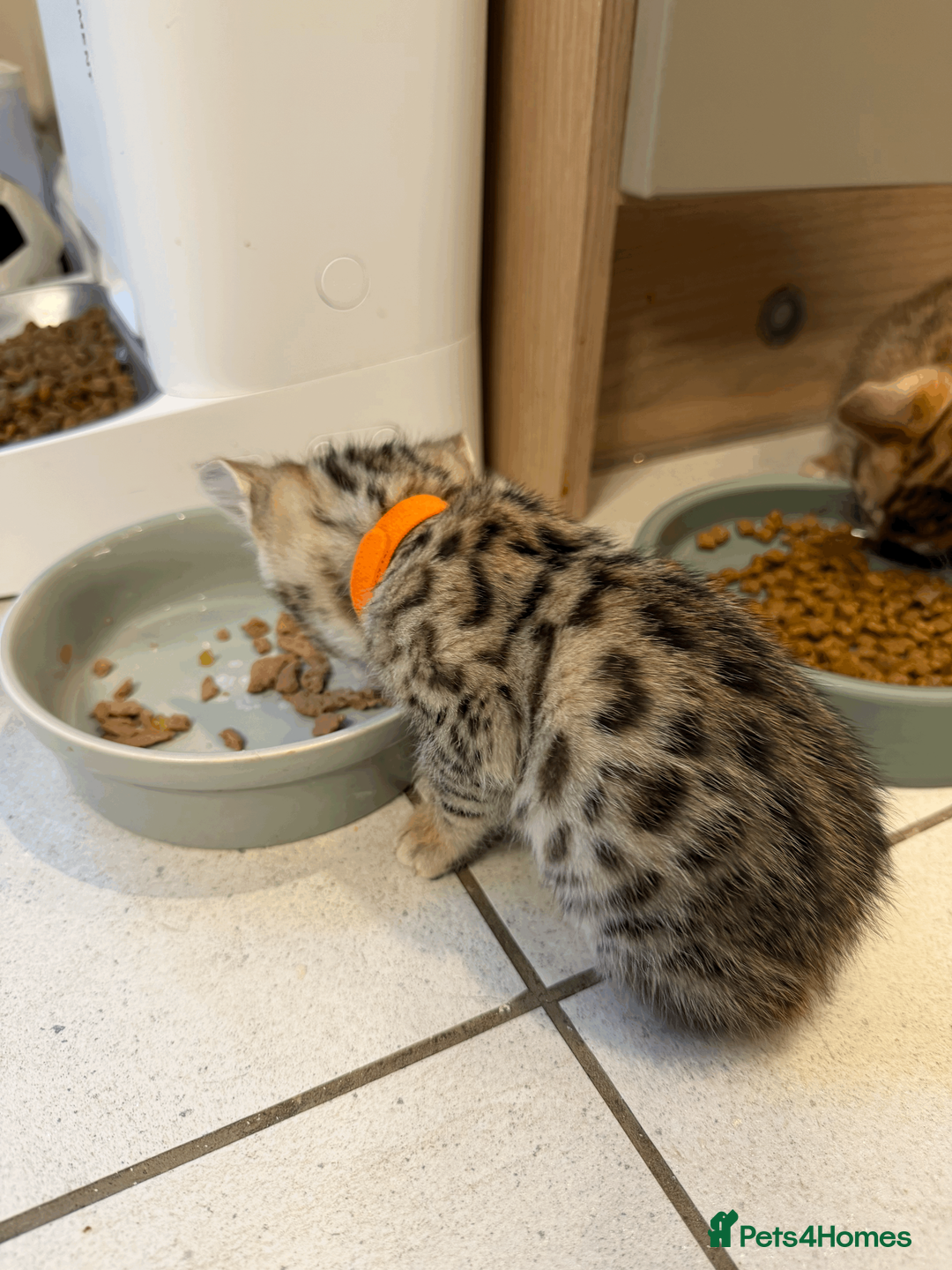 Bengal cats for sale: 🐾 Purebred Bengal Kittens for Sale 🐾 - Advert 13