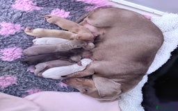Miniature Dachshund dogs for sale: Miniature Dachshund 5 Star ⭐ Licensed Breeder - Image 13