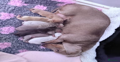 Miniature Dachshund dogs - Advert 2