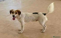 Mixed Breed dogs for adoption: Georgie needs a loving home  - Image 6