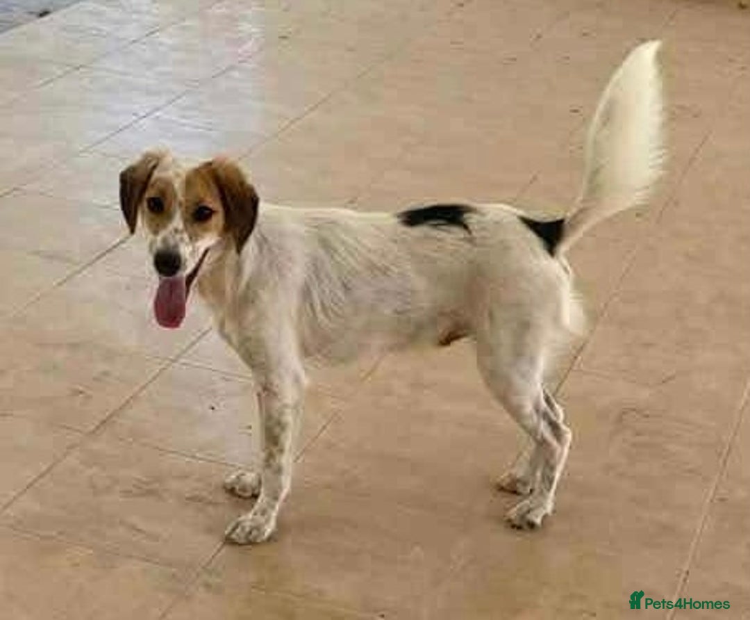 Mixed Breed dogs for adoption: Georgie needs a loving home  - Image 6