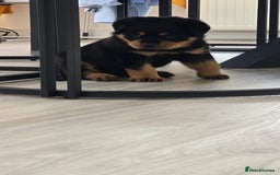 Rottweiler dogs for sale: True Quality Rottweiler Female Puppy  - Image 6