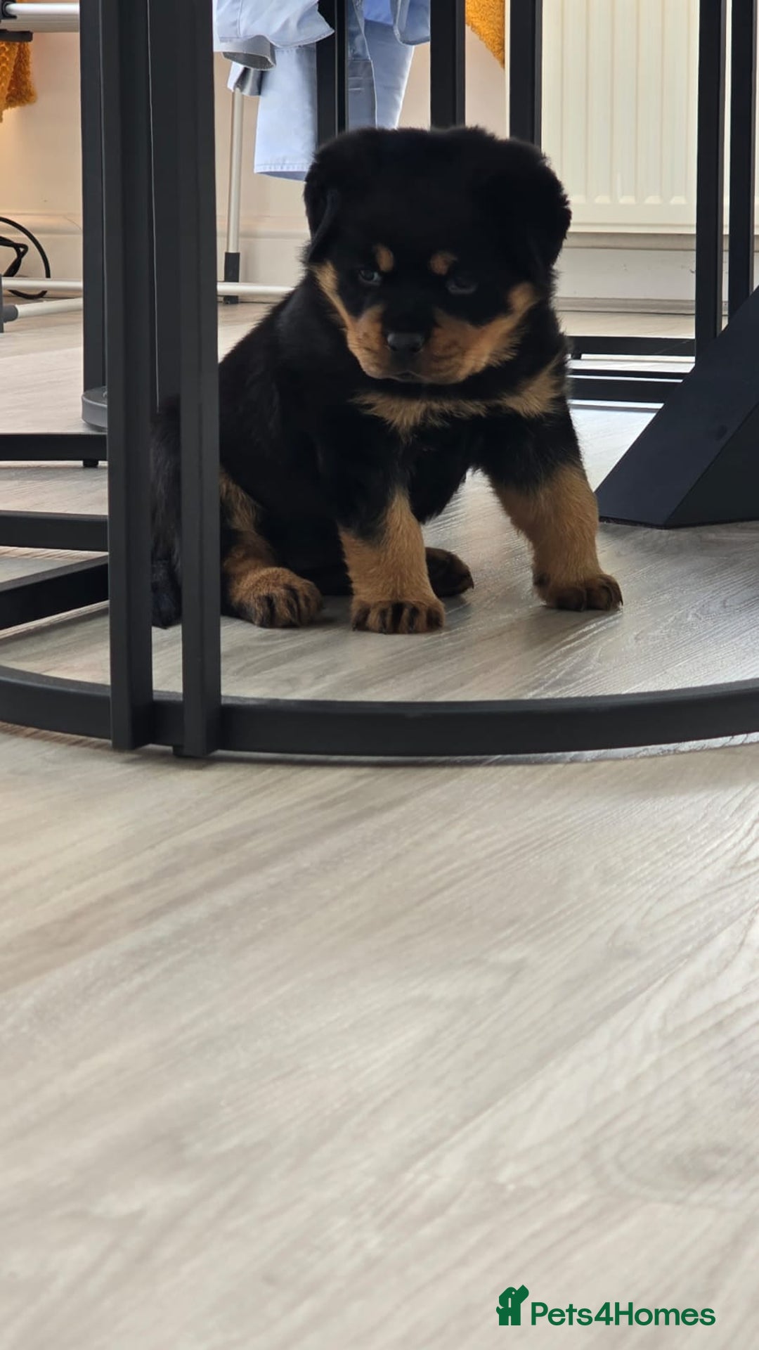 Rottweiler dogs for sale: True Quality Rottweiler Female Puppy  - Image 6