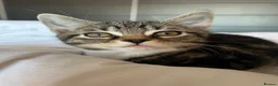 Mixed Breed cats for sale: BSH cross - LITTLE BOY READY NOW - Advert 17