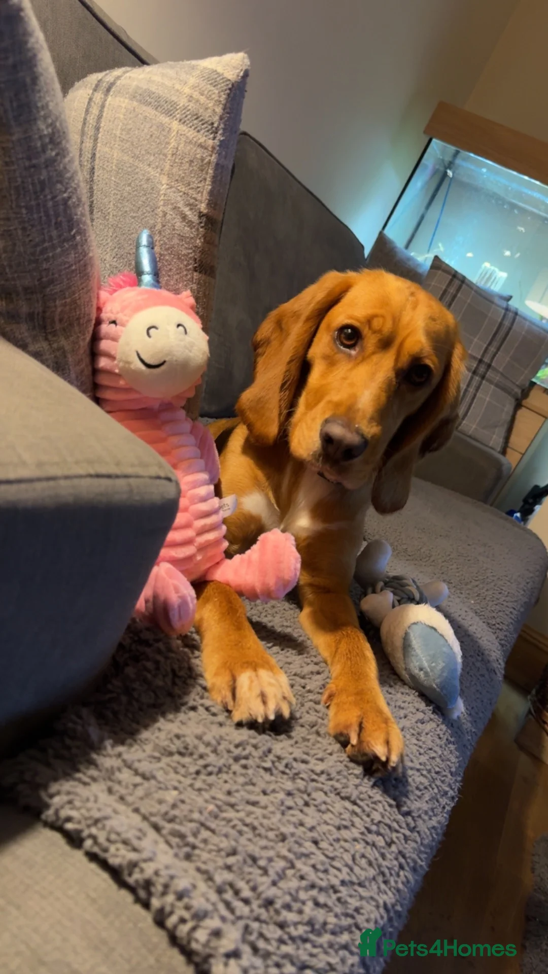 Bocker dogs for sale: Ginger the bocker - Advert 2