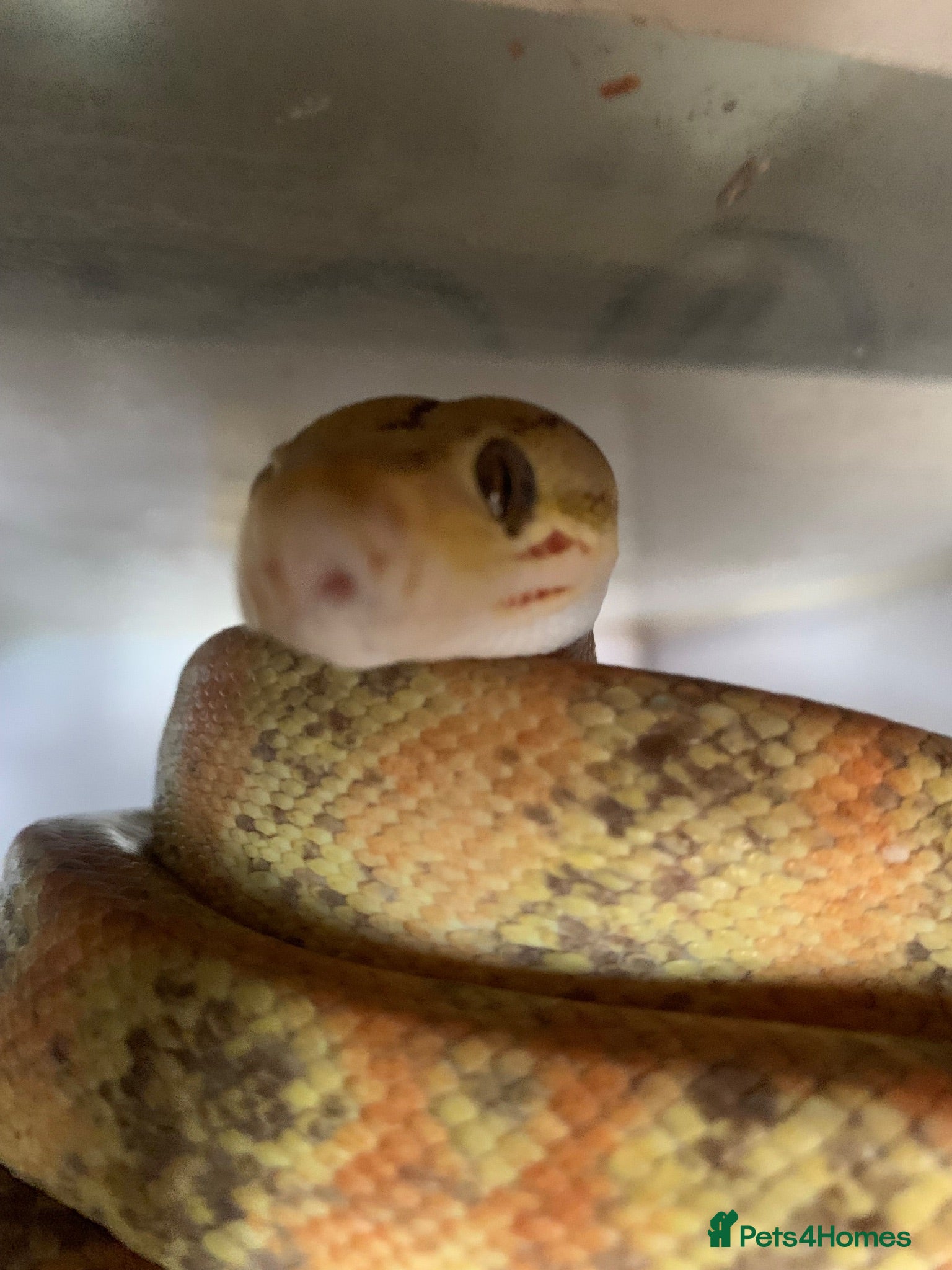 Boa Snake reptiles Amazon tree boa for sale - Advert 1