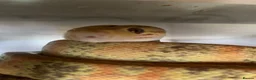 Boa Snake reptiles for sale: Amazon tree boa for sale in Wokingham - Advert 1