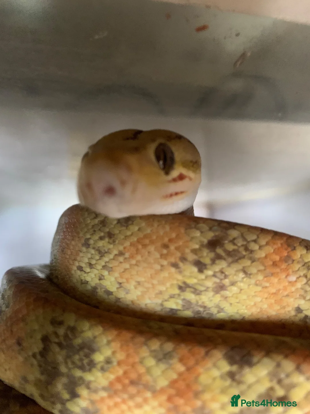 Boa Snake reptiles for sale: Amazon tree boa for sale in Wokingham - Advert 1