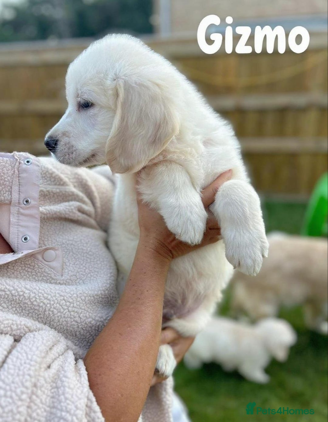 Golden Retriever dogs for sale: Golden retriever puppies  - Image 4