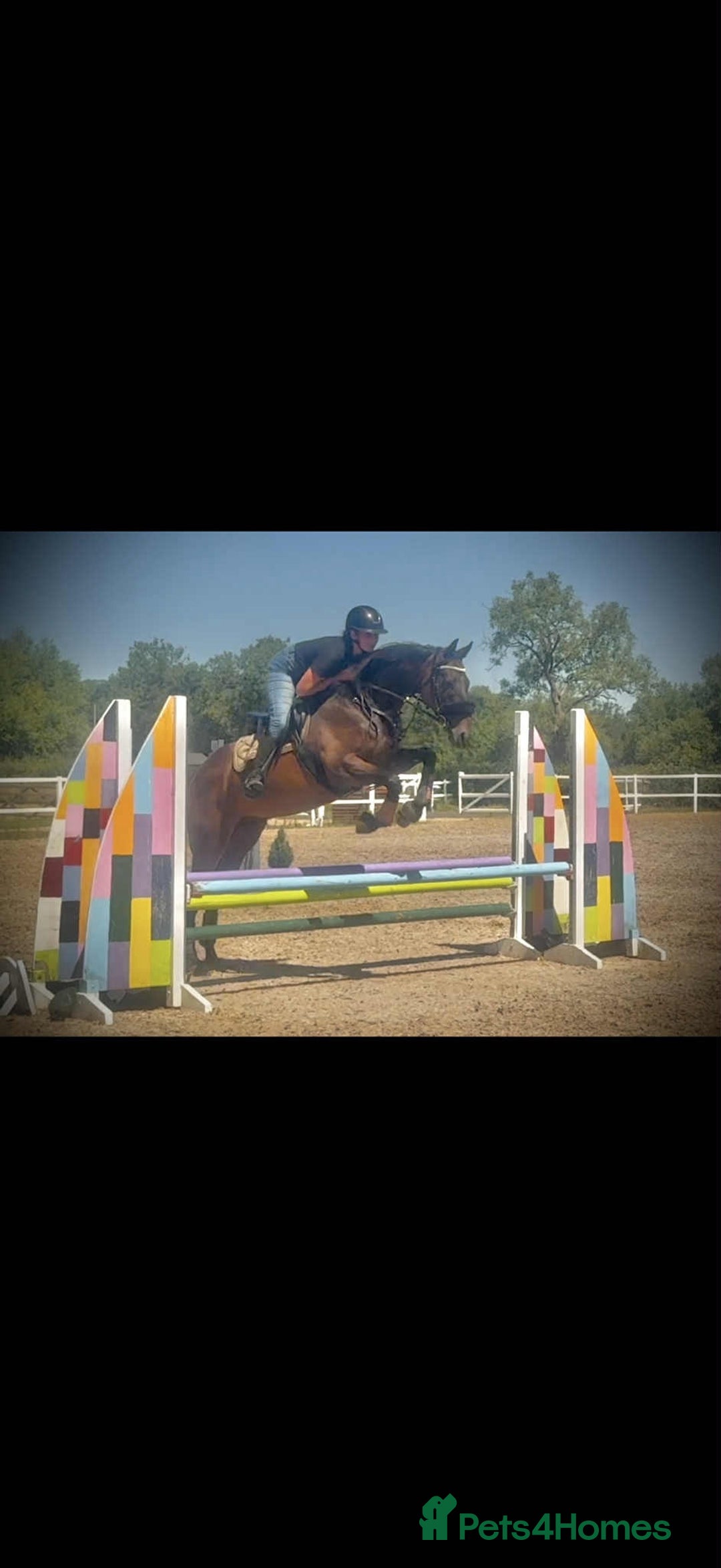 English Thoroughbred horses for sale: Remny - Teenagers fun project  - Image 4
