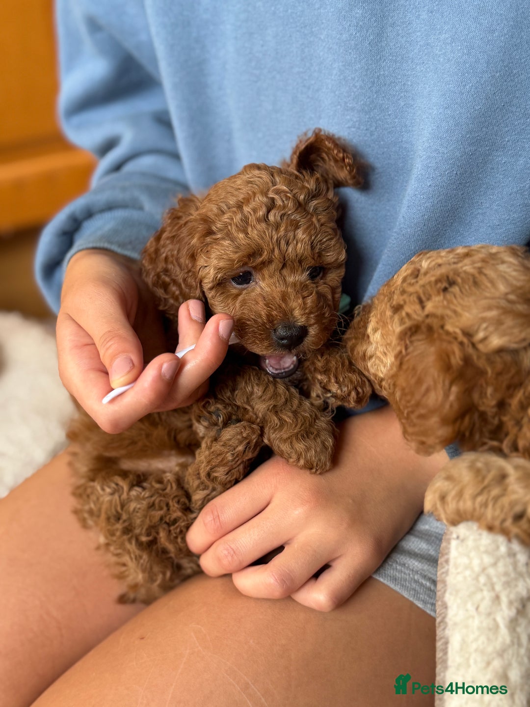Toy Poodle dogs for sale: 🐶 Toy Poodle Puppy Girl–Ready for the home! - Image 15