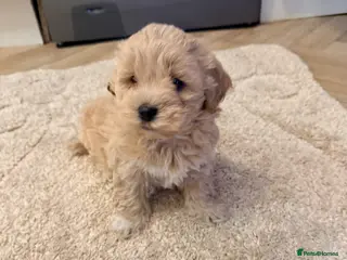 Maltipoo dogs Health tested parents 2 boys remaining - Advert 6