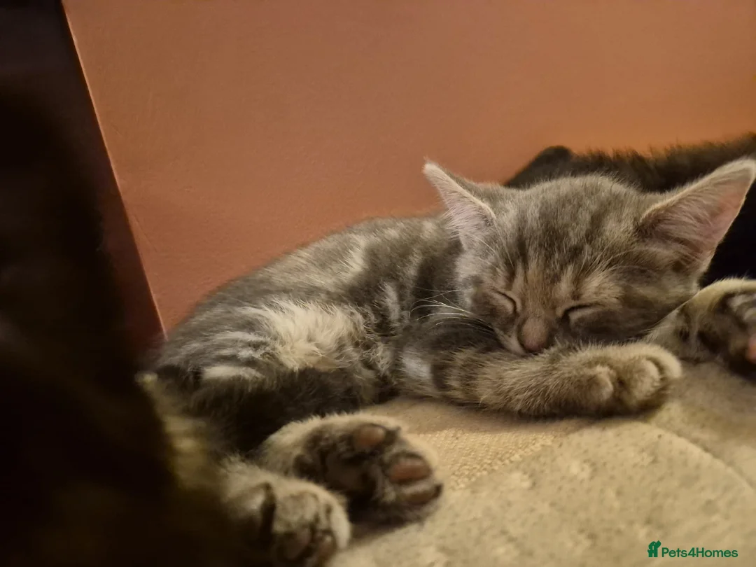 Ragdoll cats for sale: 3 female ragdoll mix priced individually  - Advert 7