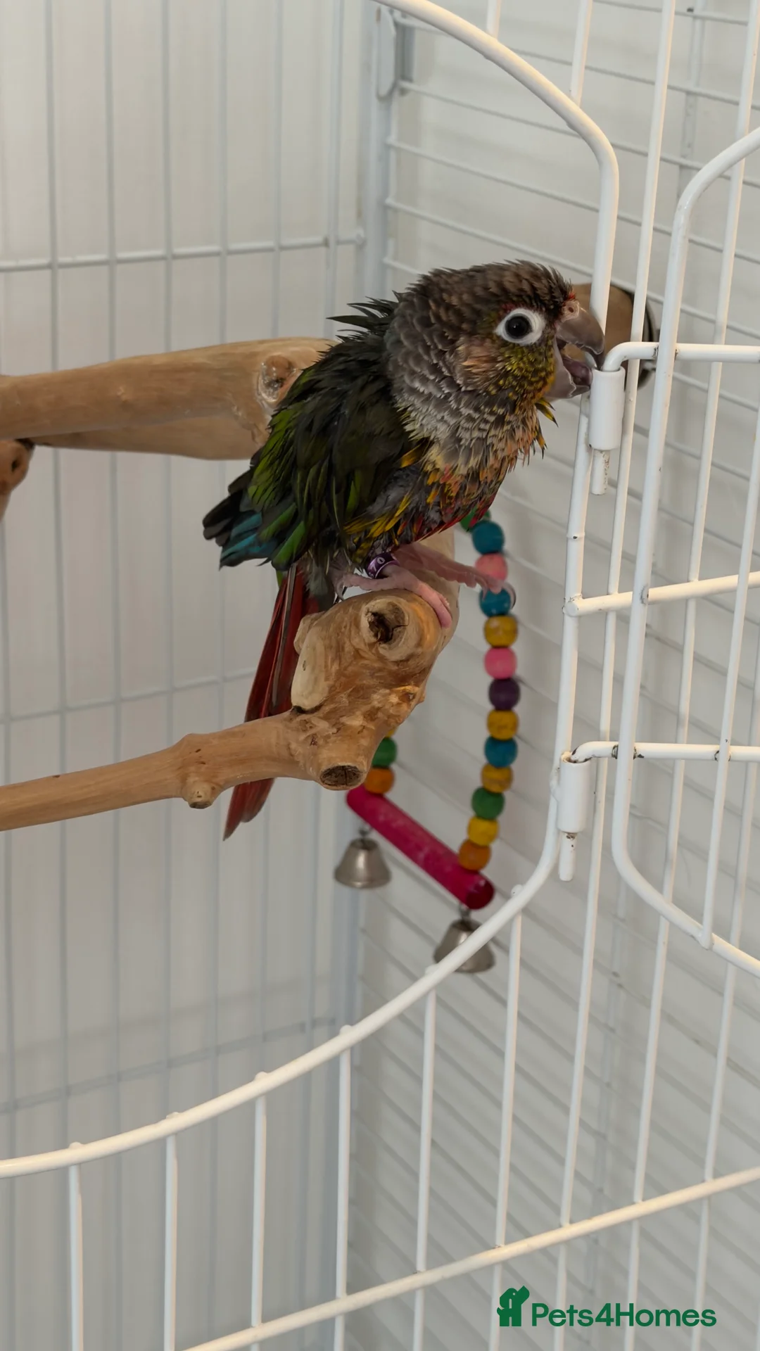 Parrots birds for sale: 2 talking baby parrots in South Ockendon - Advert 5