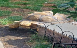 Tortoise reptiles for sale: Male sulcata tortoise 10 years old - Image 11