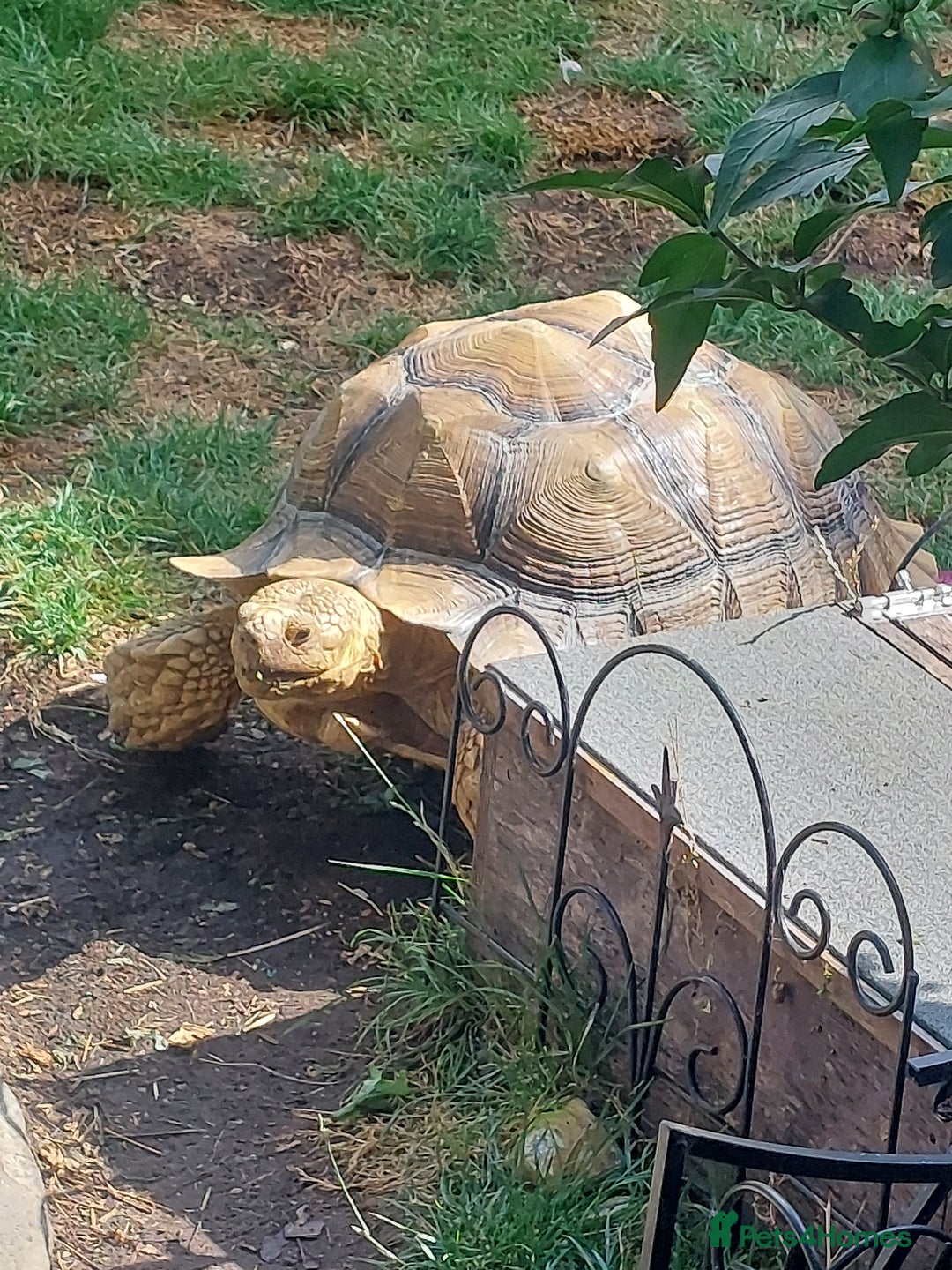 Tortoise reptiles for sale: Male sulcata tortoise 10 years old - Image 11