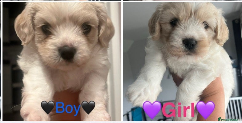 Cavachon dogs Beautiful cavachon puppies *one boy one girl left* - Advert 5