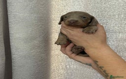 Miniature Dachshund dogs for sale: Miniature dachshunds  - Image 1