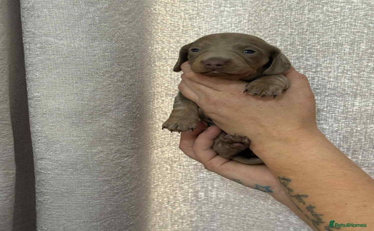 Miniature Dachshund dogs - Advert 2