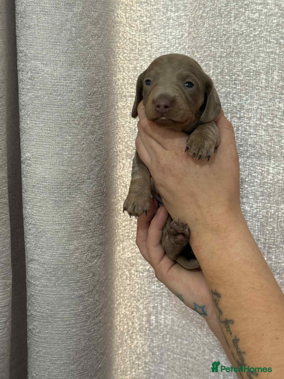 Miniature Dachshund dogs for sale: Miniature dachshunds  - Image 1