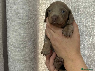 Miniature Dachshund dogs - Advert 13