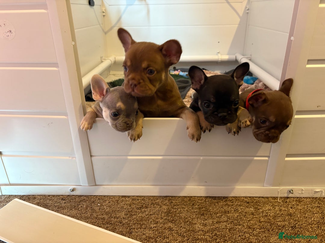French Bulldog dogs for sale: MICRO LINES French bulldog boy HEAVILY REDUCED  - Image 18
