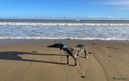 Whippet dogs for stud: Striking Blue Whippet for Stud in Banbury - Image 2