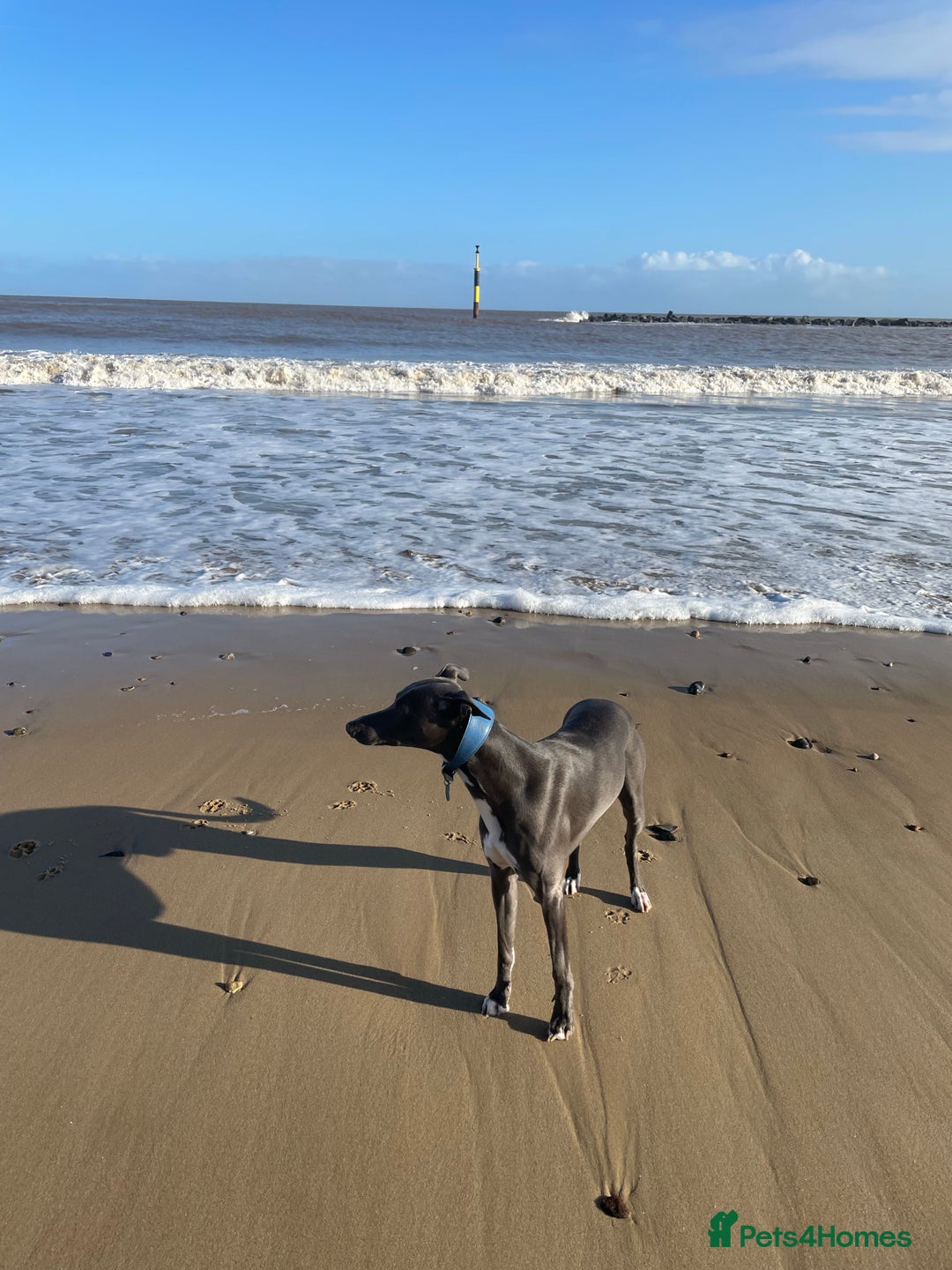 Whippet dogs for stud: Striking Blue Whippet for Stud in Banbury - Image 2