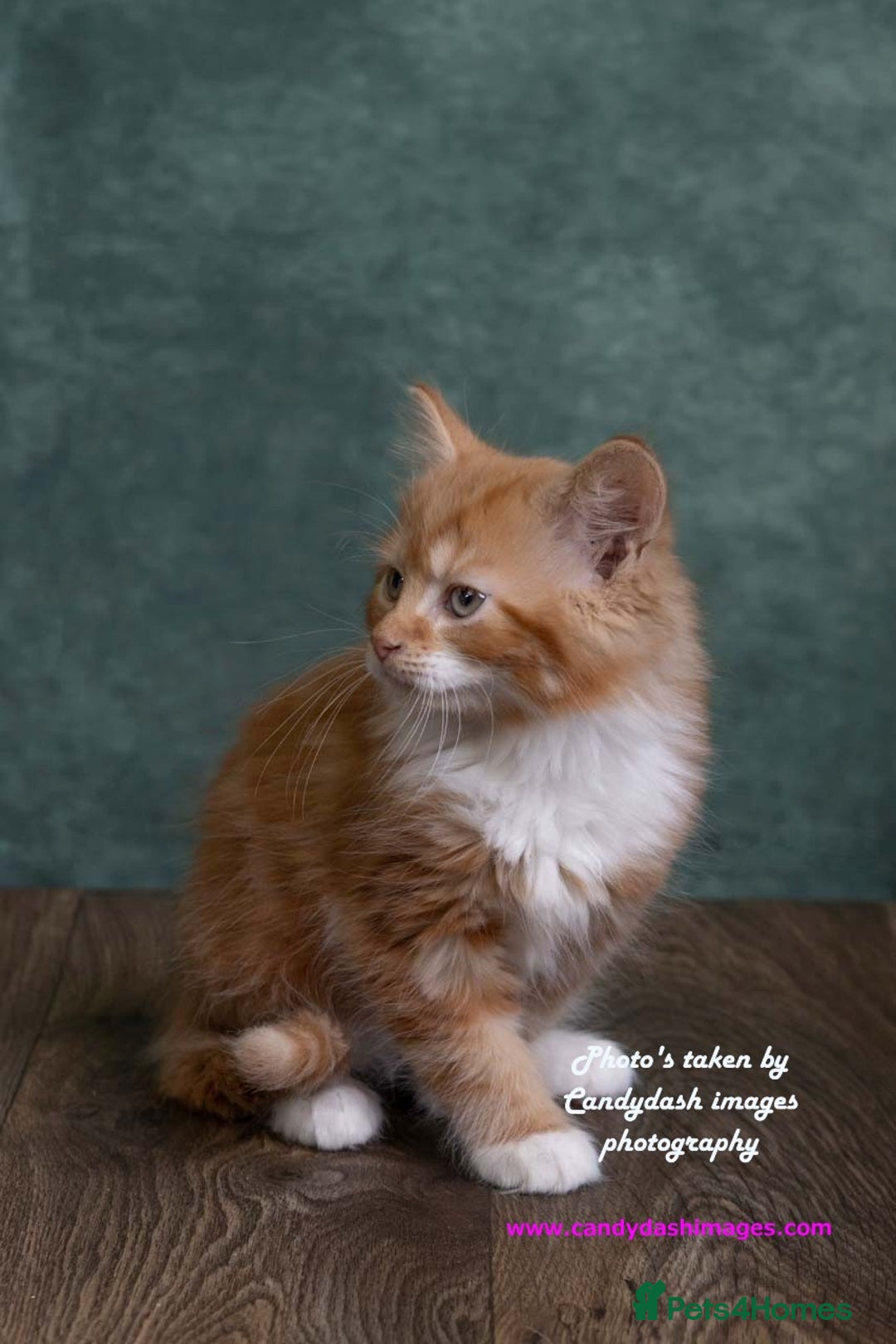 British Longhair cats for sale: ADORABLE DOG AND HOOVER PROOF KITTENS - Image 11