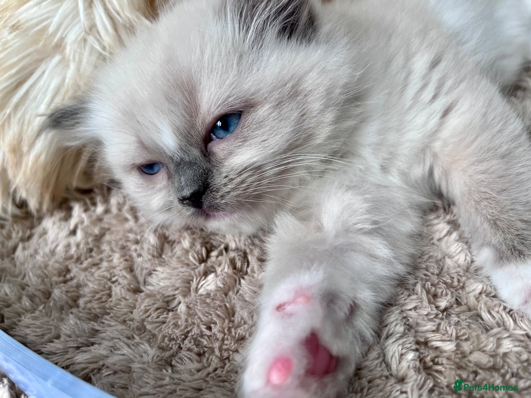Ragdoll cats Stunning ragdoll kitten *ready to leave* - Advert 2