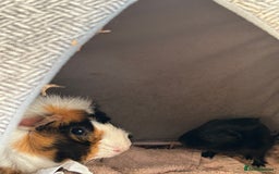Guinea Pig rodents for sale: 2 baby guinea pigs  - Image 3