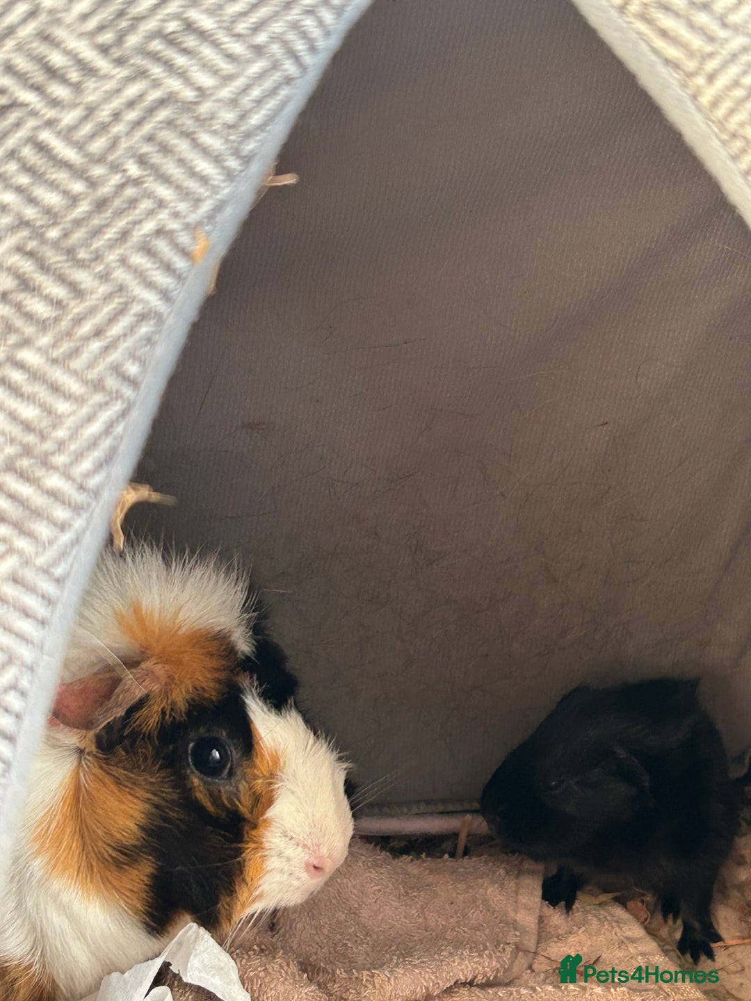 Guinea Pig rodents for sale: 2 baby guinea pigs  - Image 3