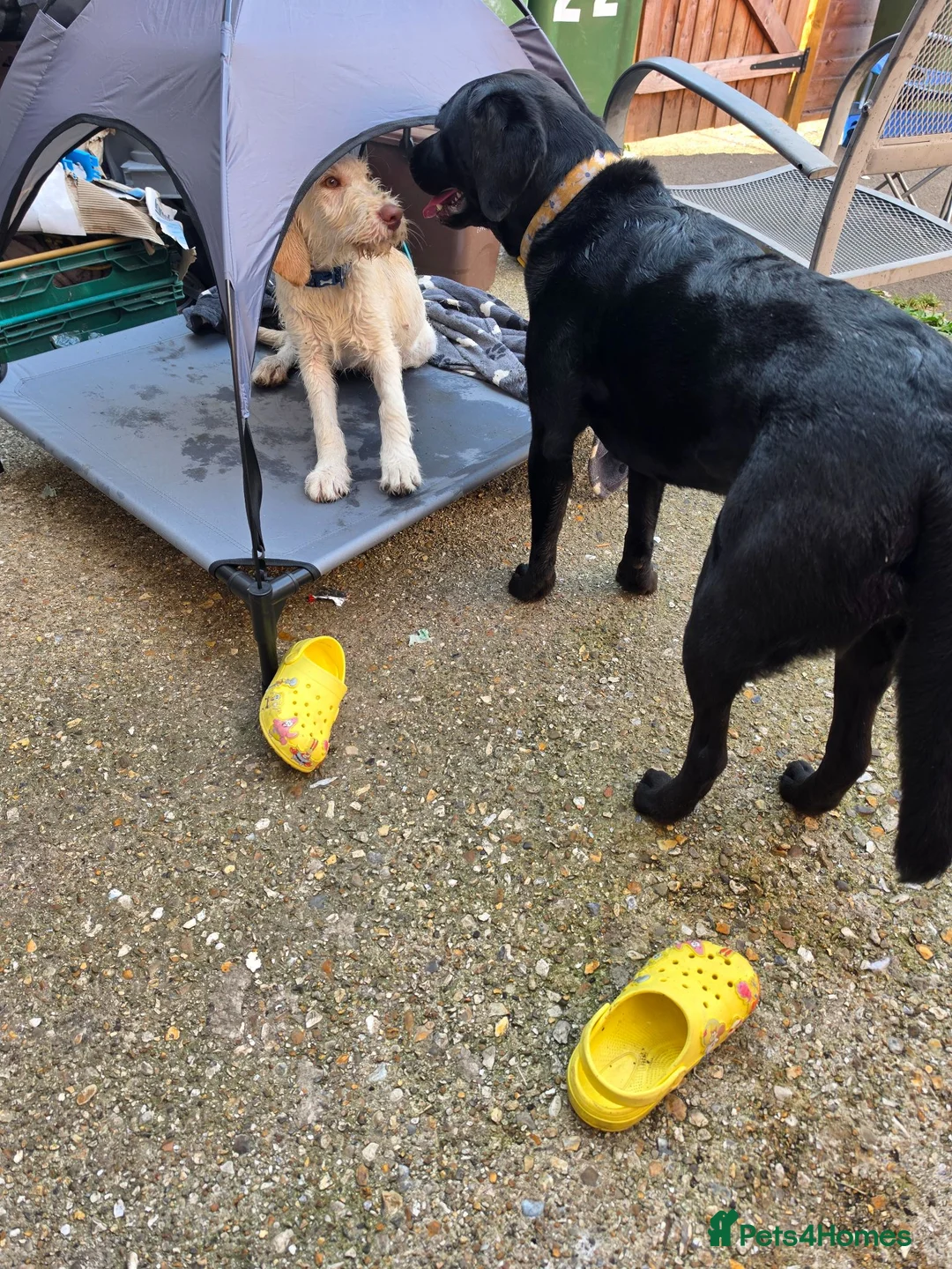 Labradoodle dogs for sale: 4 month old labradoodle boy  in Southampton - Advert 10