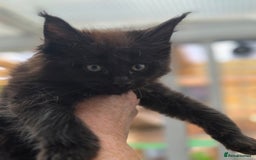 Maine Coon cats for sale: Black smoke pedigree Maine Coon in Kettering - Image 20
