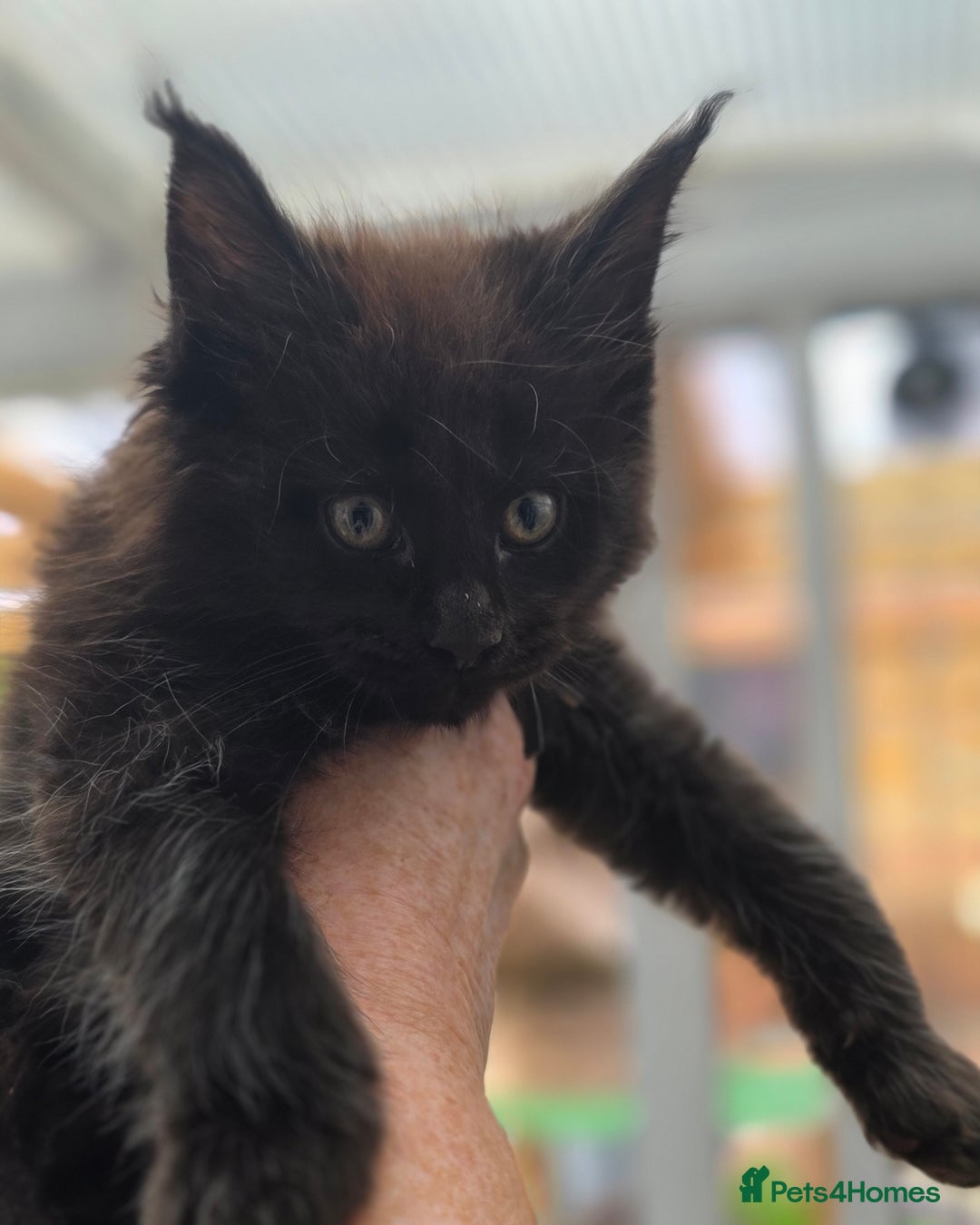 Maine Coon cats for sale: Black smoke pedigree Maine Coon in Kettering - Image 20