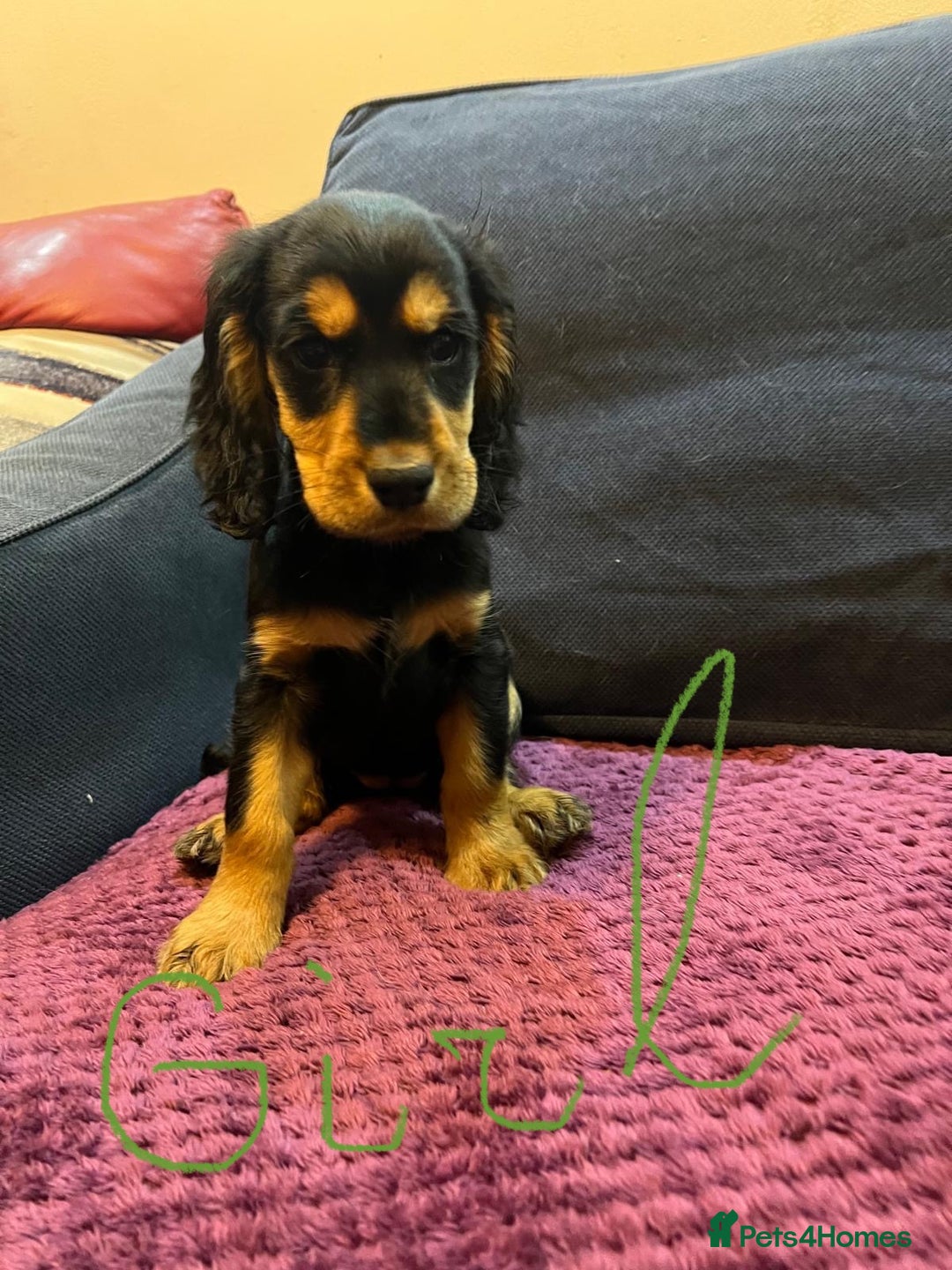 Cocker Spaniel dogs for sale: Cocker Spaniel puppies - Advert 20