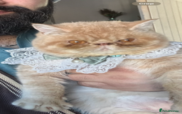 Exotic cats for sale:  Cream Exotic Male - Image 2